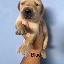 Blue - Golden male Golden Retriever puppy in Jesup, Georgia from Painted Platinum Retrievers (Painted Platinum Kennel) PPK