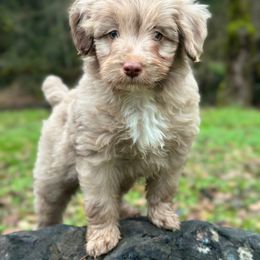 Latte' - Red merle male Aussiedoodle puppy in Mulino, Oregon from Korbella Farm