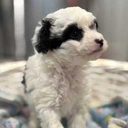 UNDER CONTRACT  AKC black parti female - Parti female Poodle puppy in Quincy, Florida from Always Best Kennels, Inc