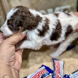 Aussiedoodle, Bernedoodle, Goldendoodle, and Poodle Puppies from Vallevistadoodles