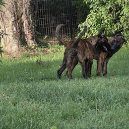 Dutch Shepherd Puppies from Acadia CanineTM