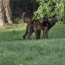 Dutch Shepherd Puppies from Acadia CanineTM