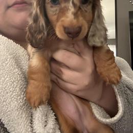 Dachshund Puppies from EntityDachs