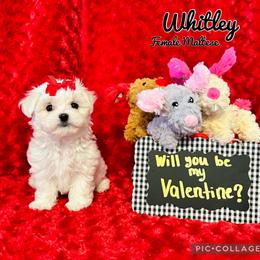 Maltese, Maltipoo, Poodle, and Yorkshire Terrier Puppies from Paw Perfect Pets