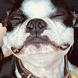 Levi - Boston Terrier