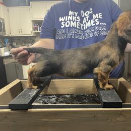 Dachshund Puppies from EntityDachs