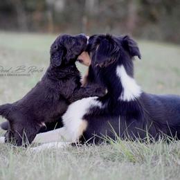 Aussiedoodle and Bordoodle Puppies from Dood B Ranch Doodles