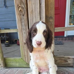 Boykin Spaniel and English Springer Spaniel Puppies from 31 Pines Springers & Retrievers