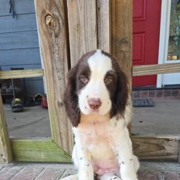 Boykin Spaniel and English Springer Spaniel Puppies from 31 Pines Springers & Retrievers