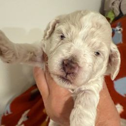 Ferrari - Cream male Maltipoo puppy in Santaquin, Utah from Willow & Wag Farm