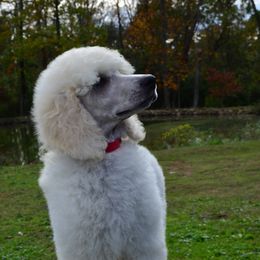 Poodle Puppies from D and D Standard Poodles