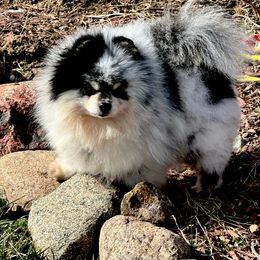 Bear - Pomeranian