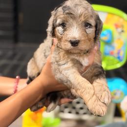 Leif - Merle male Sheepadoodle puppy in Clemson, South Carolina from Love Tallulah Sheepadoodles LLC
