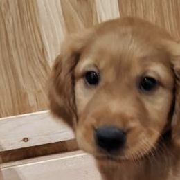 Golden Retrievers from Three Rivers Golden Retrievers