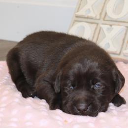 Charity - Chocolate female Labrador Retriever puppy in Camden, Indiana from Camden's Caring Canines