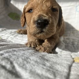 Goldendoodle Puppies from Cassie Farms