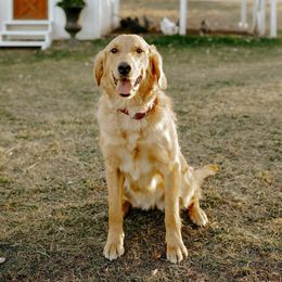 Oaklee - Golden Retriever