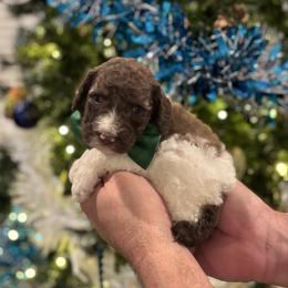 Everest - Parti male Poodle puppy in Spring, Texas from Sterling Star Doodles