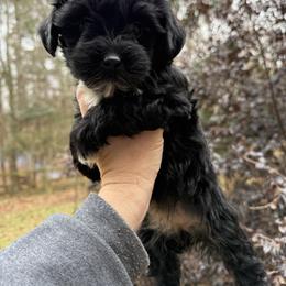 Mocha - Black female Yorkipoo puppy in Henderson, North Carolina from Dorans Danes and Doodles