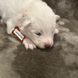 Clementine - White female Samoyed puppy in Atkinson, Nebraska from Sandhills Samoyeds