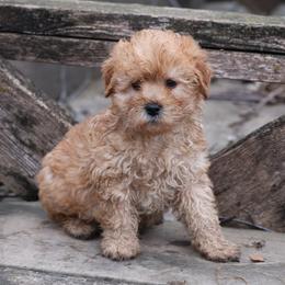 Kirby - Cream male Whoodle puppy in West Bend, Iowa from Blue Skies Terriers