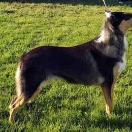 Shiva - Collie