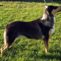 Shiva - Collie