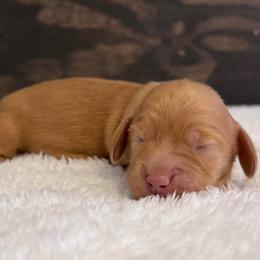 Penny - Red female Dachshund puppy in Dothan, Alabama from Little House Pups