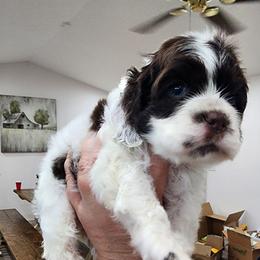 AKC Fergus - Brown and white male Cocker Spaniel puppy in Morristown, Tennessee from Down in the Holler