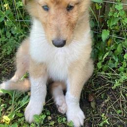 Cliff - Sable merle male Collie puppy in Yulee, Florida from Three Collie Farm