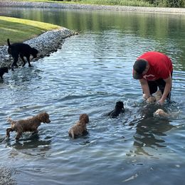 Poodle Puppies from Pawsable Prospects