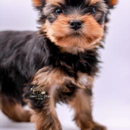 Yorkshire Terrier Puppies from Essence of Grace Yorkies