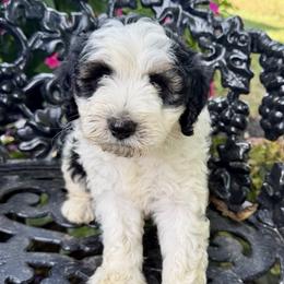 Boy 4 - Black and white male Bernedoodle puppy in Russiaville, Indiana from Pleasant Creek Minibernedoodles