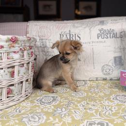 Chewbacca - Sable male Mi-Ki puppy in Prospect Heights, Illinois from Metro Mi-kis