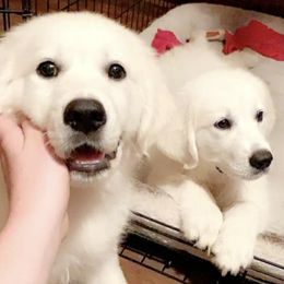Golden Retrievers from Prairie Winds Goldens