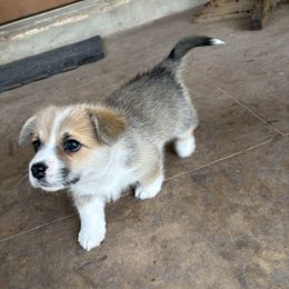 Lexi Red Girl - Red female Pembroke Welsh Corgi puppy in Fredericksburg, Texas from Hill Country Corgis