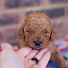 Poodle Puppies from Moss’ Poodles