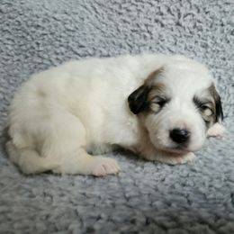 Lucy - purple collar - White and badger female Great Pyrenees puppy in Monmouth, Maine from Flewelling Great Pyrenees