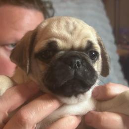 Daphne - Fawn female Pug puppy in Morgantown, West Virginia from Groovy Pugs