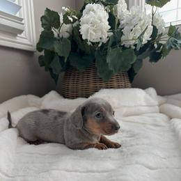 Monet - Dapple female Dachshund puppy in San Diego, California from Enchanted little dachshunds