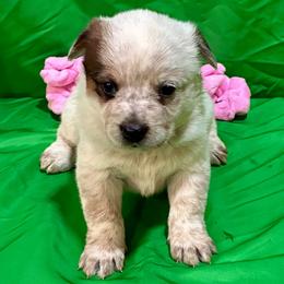 65-04 - Red speckled female Australian Cattle Dog puppy in Sheridan, Oregon from 6pk Cattledogs