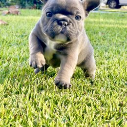 French Bulldog Puppies from NC Pawsibilities