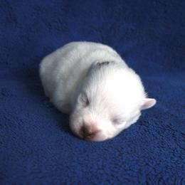 Topaz - Chocolate male Pomsky puppy in Clarkston, Utah from Red Rock Ranch Breeders