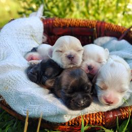 Companion Cross, Havanese, Mal-Shi, Maltese, Maltipoo, Morkie, and Shih Tzu Puppies from Seeking Shalom Acres Maltese, Maltipoos & Havamalts