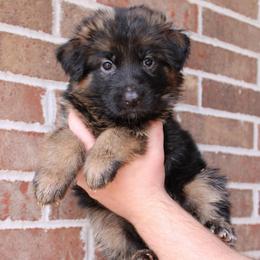 Girl 1 - Black and red female German Shepherd puppy in Mount Vernon, Missouri from German Haus German Shepherds LLC