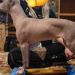 Xoloitzcuintli from Black Magic Xolos