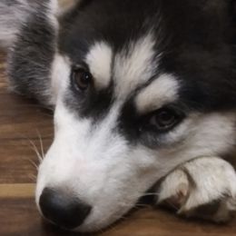Siberian Huskies from Robyn's Siberian Huskies
