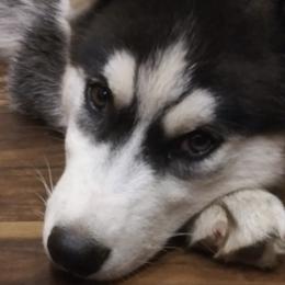 Siberian Huskies from Robyn's Siberian Huskies