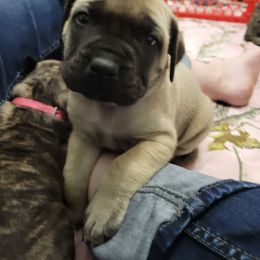 Cupid - Fawn Mastiff puppy in Proctor, Minnesota from BFG MASTIFFS