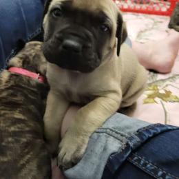 Cupid - Fawn Mastiff puppy in Proctor, Minnesota from BFG MASTIFFS
